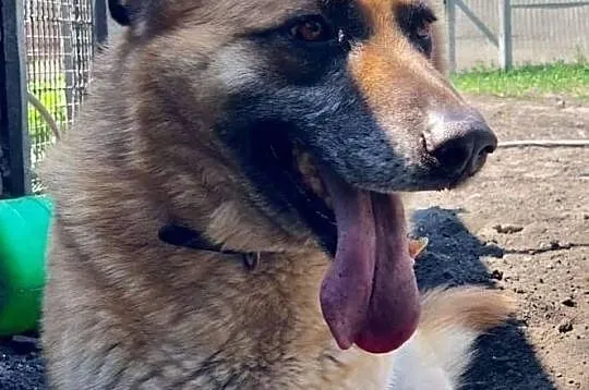Komisarz Alex na tropie domu, Łódzkie, Tomaszów Mazowiecki