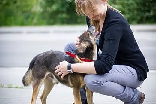 Ząbek znów chciałby mieć dom,  mazowieckie Warszaw
