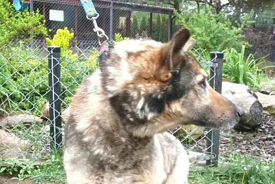 Psi staruszek z chorymi stawami pilnie szuka domu