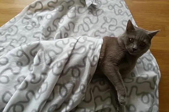 Kot Brytyjski ciemny liliowy krycie