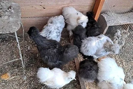 Sprzedam silki, Lubuskie, Wędrzyn