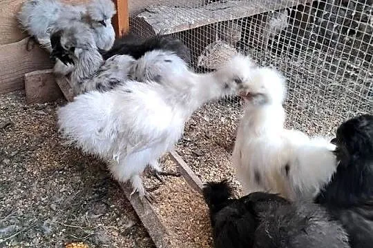 Sprzedam silki, Lubuskie, Wędrzyn