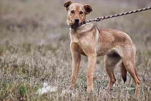 Trini - młoda i pogodna sunia czeka na dom,  lubel