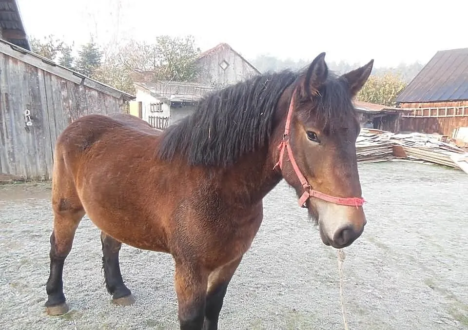Klacz