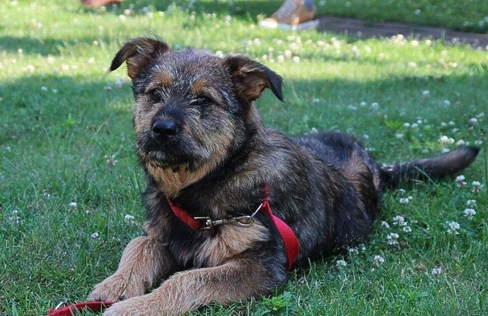 6-cio miesięczny Ares poleca się do adopcji, Małopolskie, Kraków
