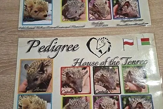Sprzedam tenerki mniejsze z rodowodem OKAZJA, Śląskie, Sosnowiec