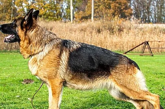 Owczarek Niemiecki krótkowłosy piesek FCI, Śląskie, Częstochowa