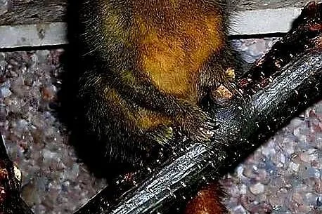 Pigmejka Karłowata (Cebuella pygmaea) MŁODE - najmniejsza małpka świata, Śląskie, Katowice