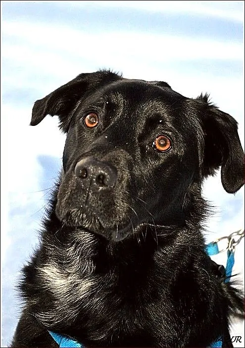 Pongo - cudny mieszaniec labradora :)