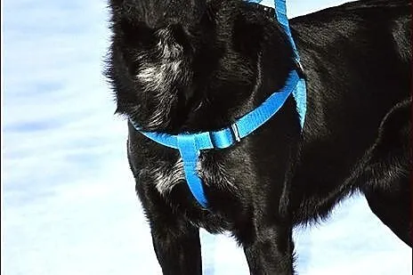 Pongo - cudny mieszaniec labradora :)