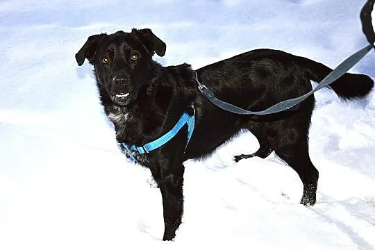 Pongo - cudny mieszaniec labradora :)