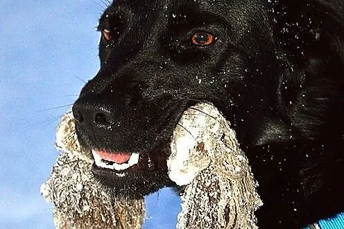 Pongo - cudny mieszaniec labradora :)