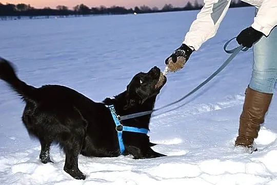 Pongo - cudny mieszaniec labradora :)