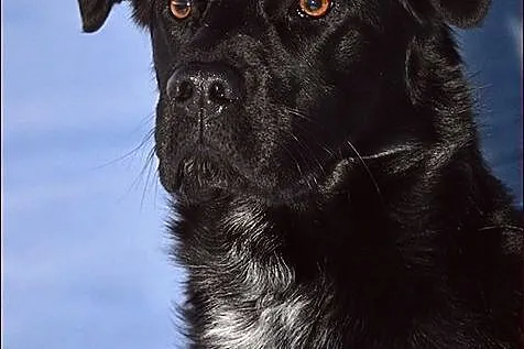 Pongo - cudny mieszaniec labradora :)