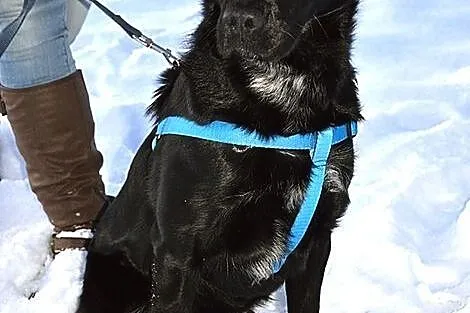 Pongo - cudny mieszaniec labradora :)