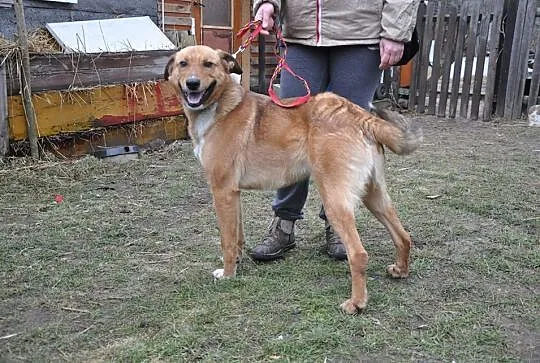 Przystojny Szwagier szuka domu