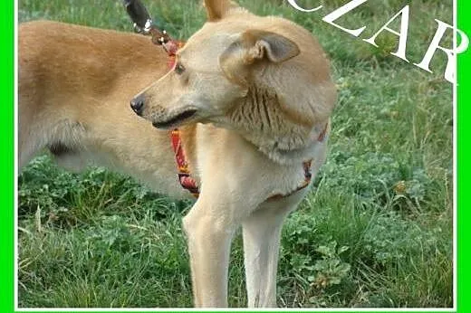 20 kg,młody,łagodny,energiczny,biszkoptowy pies CZAR.Adopcja,  dolnośląskie Wrocław