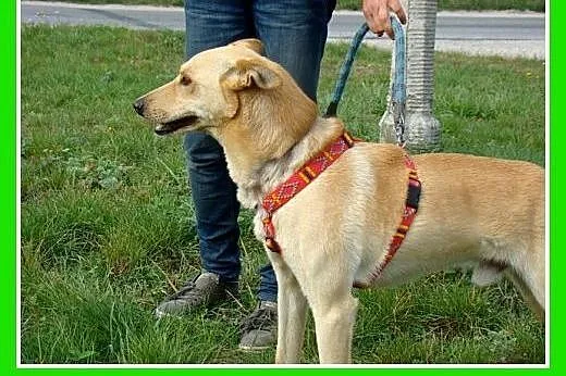 20 kg,młody,łagodny,energiczny,biszkoptowy pies CZ