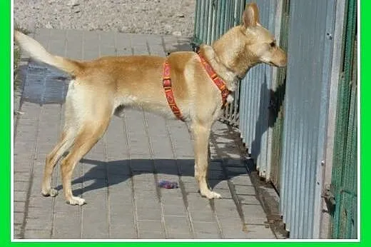 20 kg,młody,łagodny,energiczny,biszkoptowy pies CZ