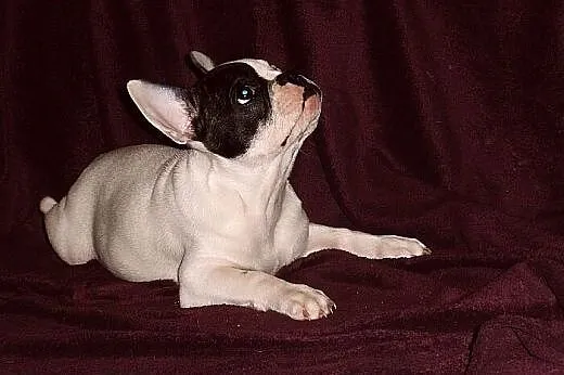Buldog francuski, Buldog cała Polska