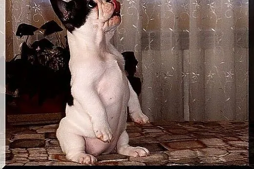 Buldog francuski,  Buldog cała Polska