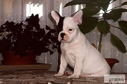 Buldog francuski,  Buldog cała Polska