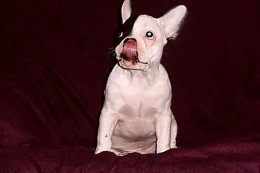 Buldog francuski,  Buldog cała Polska