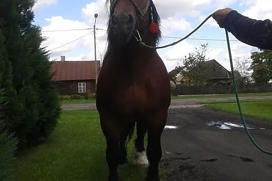 Stanówka ogierem Guran