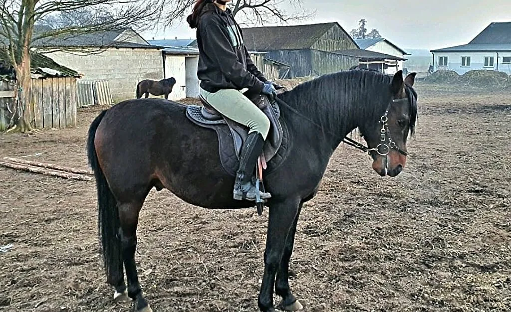 Ogier arabski 5 lat, , Radzanów