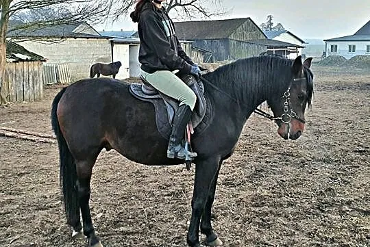 Ogier arabski 5 lat, , Radzanów