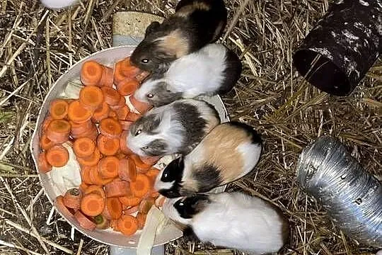 Świnki morskie sprzedam, Wielkopolskie, Dobra Nadzieja