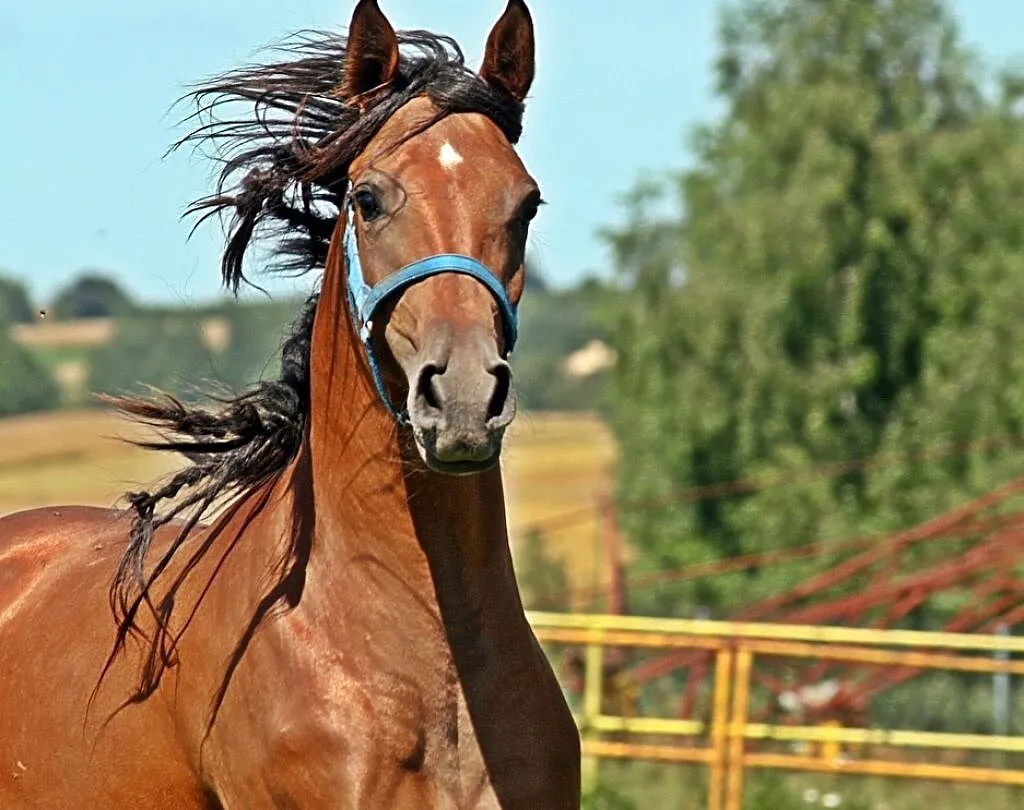 Klacz arabska wysoka, ,