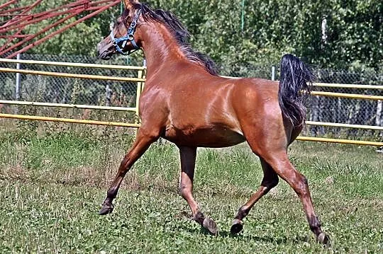 Klacz arabska wysoka, , 