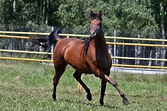 Klacz arabska wysoka, , 