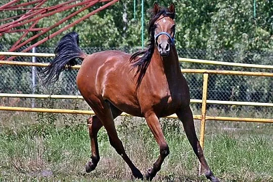 Klacz arabska wysoka, , 