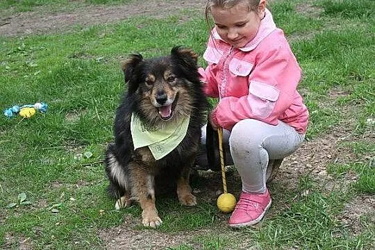 SNIKERS młody bardzo łagodny piesek kocha dzieci s