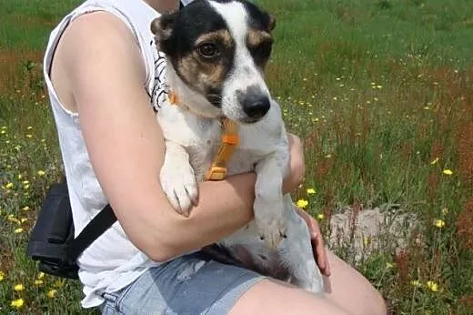 Maleńka, wrażliwa duszyczka ELENKA czeka na dom w 