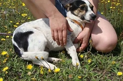 Maleńka, wrażliwa duszyczka ELENKA czeka na dom w 