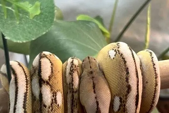 Pyton siatkowy super dwarf samiec, Zachodniopomorskie, Kołobrzeg