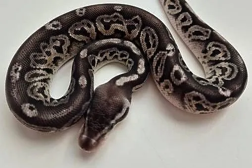 Pyton królewski Black Pewter 100% het Albino samiec