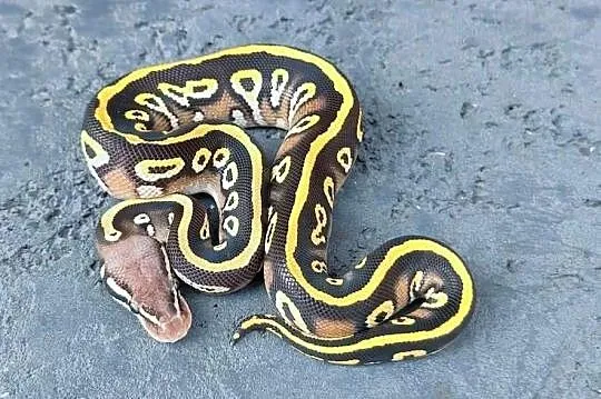 Pyton Królewski, samiec- Black Head Mojave Pastel poss Spotnose het Clown