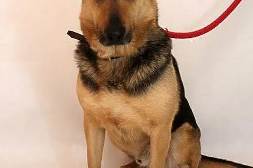 Bruno- milutki psiak, mazowieckie Nowy Dwór Mazowiecki