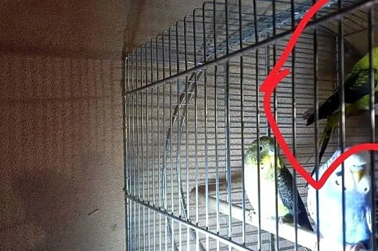 Sprzedam papugę falistą Blacwing, Opolskie, Bogacica