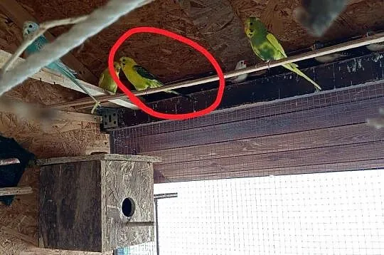 Sprzedam papugę falistą Blacwing, Opolskie, Bogacica