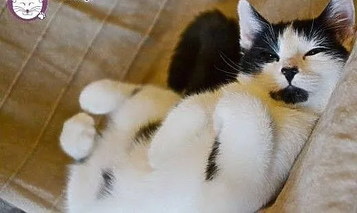Uroczy i ciekawski LULEK bardzo prosi o dom!, ma