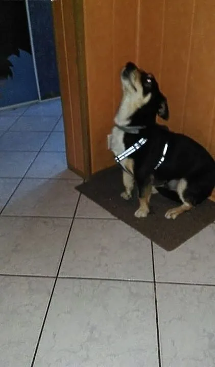Oddam pieska w dobre ręce, zachodniopomorskie Szc