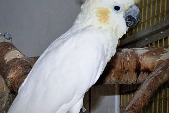 Kakadu oranżowoczuba, Piła