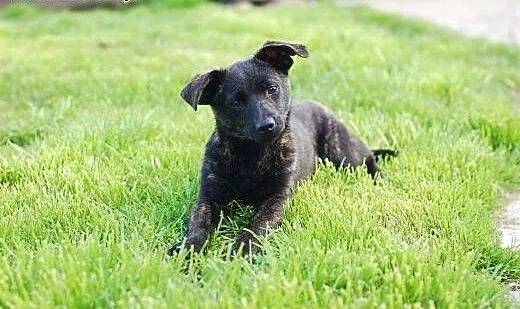 Nina miktopies do adopcji FILMIK, mazowieckie War