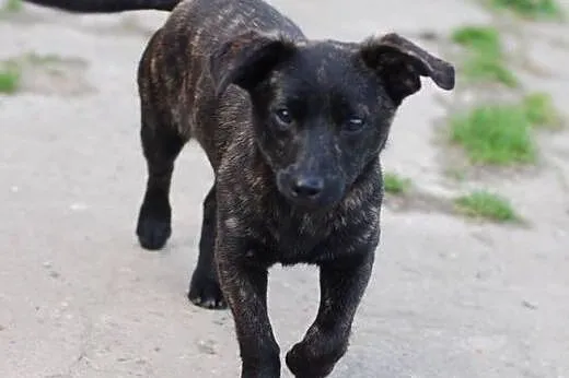 Nina miktopies do adopcji FILMIK,  mazowieckie War