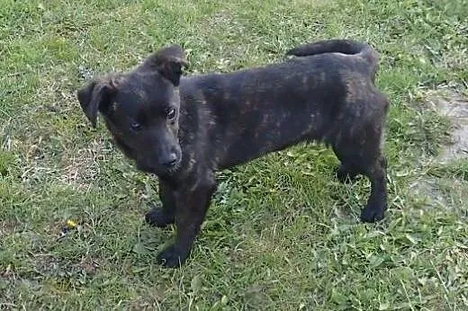 Nina miktopies do adopcji FILMIK,  mazowieckie War